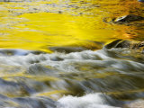 Reflections of Spring in Stream, Great Smoky Mountain National Park, Tennessee, USA