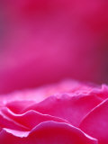 Pink Rose, Portland Rose Garden, Oregon, USA