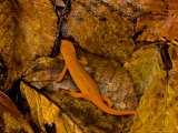 Red-Spotted Newt or Eastern Newt, Salamander, Bennington, Vermont, USA