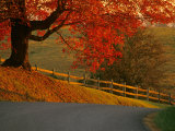 Buy Country Lane, Faquier County, Virginia, USA at AllPosters.com