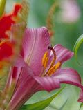 Trumpet Lily, Seattle, Washington, USA