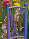 Mixed Flowers and Old Chair, Seattle, Washington, USA