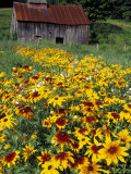 Hirta Daisy and Barn, Waits River, Vermont, USA
