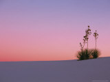 Buy Yucca Plant, White Sands, New Mexico, USA at AllPosters.com