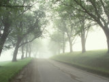 Darling Road with Fog and Maples, Vermont, USA