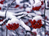 Snow on Mountain Ash Berries, Utah, USA