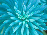 Buy Euphorbia, Roche Harbor, Washington, USA at AllPosters.com