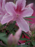Azalea Blossom, Charleston, South Carolina, USA