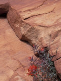Buy Paintbrush with Entrada Sandstone Along Zion-Mt. Carmel Highway, Zion National Park, Utah, USA at AllPosters.com