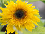 Buy Sunflower, Seattle, Washington, USA at AllPosters.com