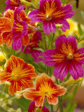 Buy Salpiglossis-Painted Tongue, Seattle, Washington, USA at AllPosters.com