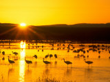 Sandhill Crane Sunrise, Bosque del Apache, New Mexico, USA