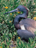 Tricolored Heron, Texas, USA