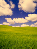 Green Barley Field and Clouds, Palouse, Washington, USA