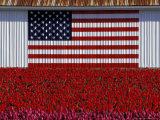 US Flag on Barn and Tulip Field, Skagit Valley, Washington, USA