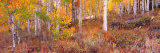 Aspen Grove Autumn Color, Logan Canyon, Utah, USA