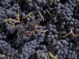Buy Merlot Grapes Ready to Crush, Terra Blanca Winery, Benton City, Washington, USA at AllPosters.com