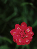 Buy Bluebonnets, Hill Country, Texas, USA at AllPosters.com