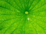Lotus with Dew Drop, North Carolina, USA