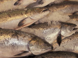 Buy Fresh Fish at Pike Place Market, Seattle, Washington, USA at AllPosters.com