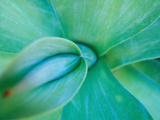 Buy Agave Plant Detail, University of North Carolina at Charlotte Botanical Gardens, USA at AllPosters.com