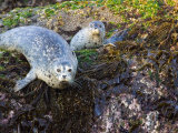 Harbor Seal on Bandon Beach, Oregon, USA