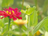 Zinnia, Seattle, Washington, USA