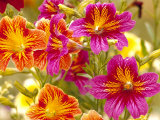 Salpiglossis-Painted Tongue, Seattle, Washington, USA