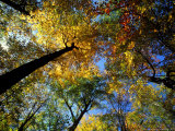 Greeley Ponds Trail, Northern Hardwood Forest, New Hampshire, USA