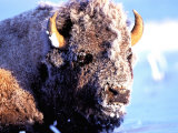 Rocky Mt. Bison, Yellowstone National Park, Wyoming, USA