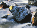 Buy Yellow Maple Leaf on Rock in Rapids at AllPosters.com