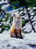 Red Fox on Snow Bank, Mt. Rainier National Park, Washington, USA