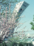 View of Olympic Stadium Through Trees
