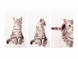 Kitty's Approach Triptych