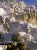 Mammoth Hot Spring, Canary Spring, Yellowstone National Park, Wyoming, USA