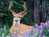 Buy Black-Tailed Deer, Olympic National Park, WA USA at AllPosters.com