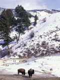 Buffalo in Winter Snow, Yellowstone National Park, Wyoming, USA