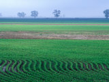 Buy Spring Plowed Field of Crops at AllPosters.com