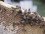 Close-up of Honeybees on Sweet Honeycomb