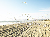 Flock of Seagulls Flying Across Water and Sand