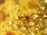Buy Water Droplets at AllPosters.com