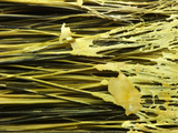 Close-up of Paintbrush Bristles with Dried White Paint