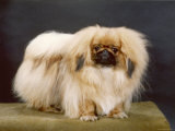 St. Aubrey Laparata Imperial Owned by Aubrey-Jones