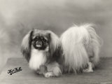 Champion Meng of Alderbourne Owned by Miss Marjorie Ashton Cross