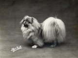 Champion Kotzu of Burderop