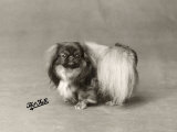 Champion Humming Bee of Alderbourne Owned by Miss Marjorie Ashton Cross