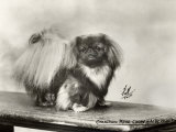 Champion Pung-Chow of Alderbourne Owned by Miss Marjorie Ashton Cross