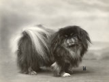 Champion Chien Lung of Wybournes Owned by Mrs Bevington