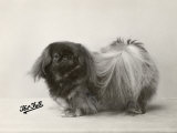 Champion Wee Pung Owned by Moreton