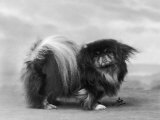 Champion Chien Lung of Wybournes Owned by Barington